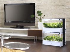 a flat screen tv sitting on top of a wooden table next to a planter filled with lettuce