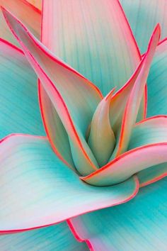 a pink and blue flower is shown in close up view, with the petals showing