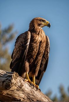 a large bird sitting on top of a tree branch