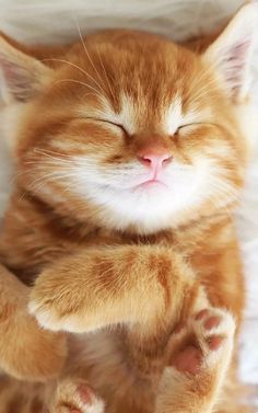 an orange and white kitten sleeping on its back