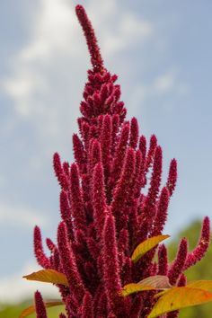 a purple plant with green leaves in the foreground and blue sky in the background