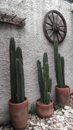 three potted cacti in front of a wall with a wheel on it