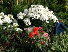 white and red flowers in a garden next to a birdhouse with a blue roof