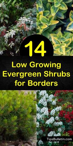 Shady Evergreen Plants, Shrubs Along Driveway, Evergreen Rock Garden, Low Mounding Shrubs, Best Shrubs For Hillside, Hardy Evergreen Shrubs, Low Maintenance Borders Plants, Shade Tolerant Evergreens, Short Shrubs For Landscaping