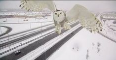 an owl flying over a highway in the snow