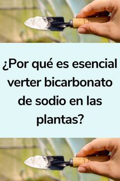 two hands holding knives with the words, por que es essencial verter bicarbonato de soldo en las plantas?