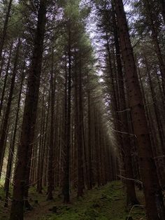 the forest is full of tall trees with green moss growing on it's sides