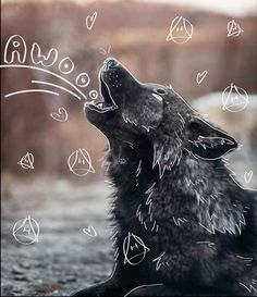 a black and white photo of a wolf looking up at the sky with writing all over it