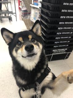 a black and brown dog sitting on top of a floor next to a pile of boxes