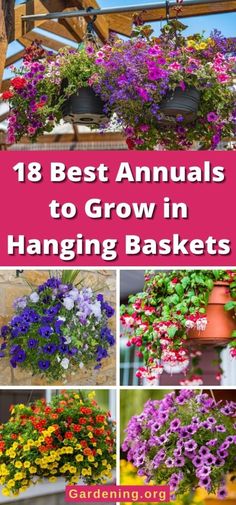 the best annual plants to grow in hanging baskets