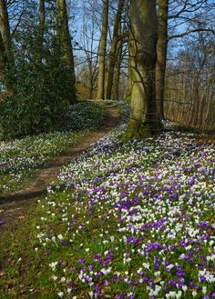 purple and white flowers blooming on the ground in front of trees with no leaves