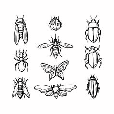 six different types of bugs and insects in black and white, with one bug on the left