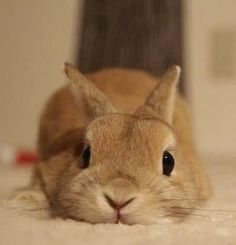 a brown rabbit laying on top of a bed