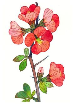 a painting of red flowers on a branch with green leaves and buds in the foreground