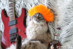 a cat with an orange mohawk on its head laying next to a red electric guitar