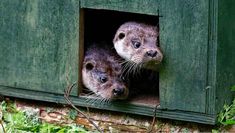 two small otters looking out from inside a green wooden window sill with their heads sticking out