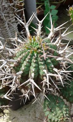 a close up of a cactus plant with spikes