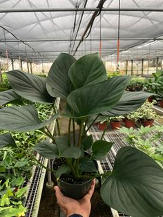 a person holding a potted plant in a greenhouse with the words new above it