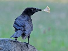 a black bird with a piece of bread in its beak on top of a rock