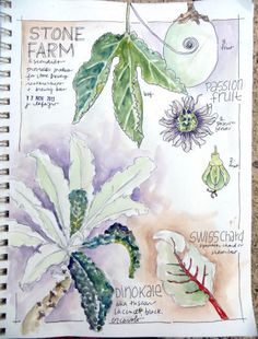 a page in a notebook with drawings of flowers and plants