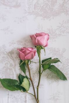 two pink roses sitting on top of a white table cloth next to a wallpaper