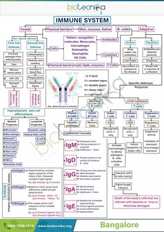 the immune system is shown in this diagram, and it contains several different types of