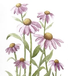 watercolor painting of purple daisies on white paper