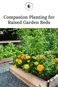 a garden bed with yellow flowers in it and the words companion planting for raised garden beds