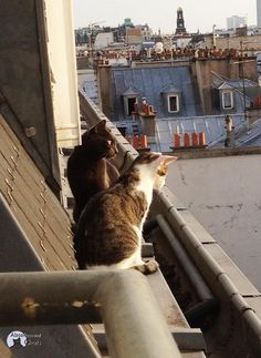 two cats sitting on top of a roof looking at each other