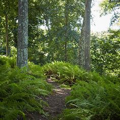 a path in the woods with lots of ferns