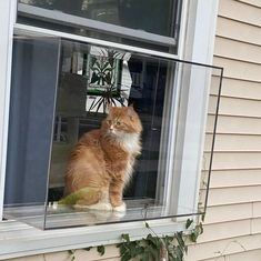 an orange and white cat sitting in a window sill