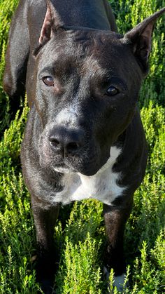 a black and white dog is standing in the grass looking at the camera with an alert look on his face