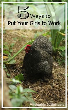 If you've got egg laying chickens, are you making them earn their keep? Garden ~ prepping ~ homestead ~ grow your own ~ seeds ~ vegetables ~ poultry Chicken Tunnel, Chicken Facts, Chicken Raising, Chicken Items, Egg Laying Chickens, Gardening Vegetables, Chicken Health, Perfect Diet