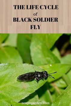 the life cycle of a black soldier fly on a green leaf with text overlay that reads, the life cycle of a black soldier fly