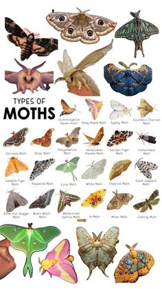 the different types of moths are shown in this poster, which shows them all different colors