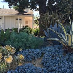 the house is white and has many plants in front of it, including succulents