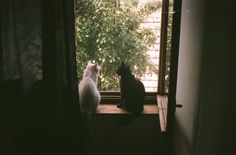 two cats are sitting on the window sill looking out at the tree outside in the dark