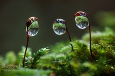 three water droplets on top of green plants