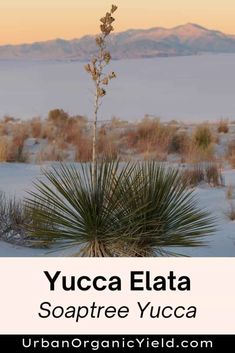 yucca elata in the desert with mountains in the background and text overlay