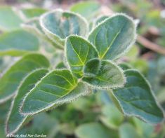 a close up view of a green leafy plant