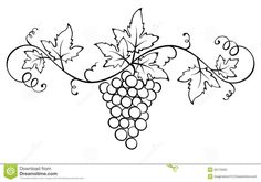 black and white drawing of grapes on vine with leaves stock photo - image 34978