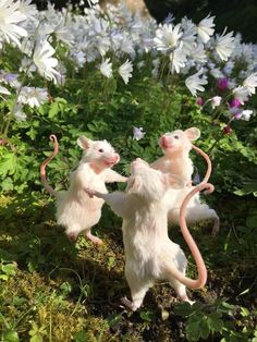 Cozycore Aesthetic, Regnul Animal, Aesthetic Garden, Cottagecore Cottage, Cute Rats, Cute Animals Images, Cute Animal Photos, The Grass, Animals Images