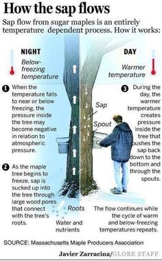 a man standing next to a tree with instructions on how to use the saplings