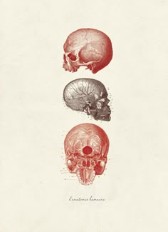 three different types of human skulls on a white background