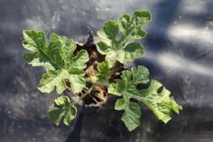 a green plant growing out of the ground in front of a black surface with sunlight coming through it