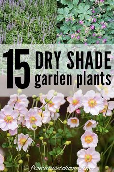 some pink flowers and green plants with the words 15 dry shade garden plants on it