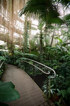 there is a walkway in the jungle with lots of plants