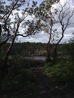 there is a dirt path that leads to the water in the distance, with trees on both sides