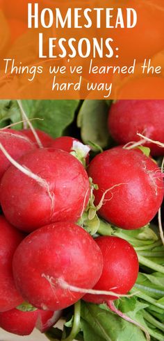 a pile of radishes sitting on top of green leaves