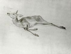 a pencil drawing of a deer laying down on the ground with its head turned to the side